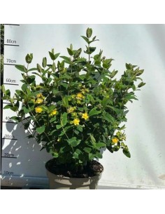 HYPERICUM INODORUM MIRACLE NIGHT 2.5L