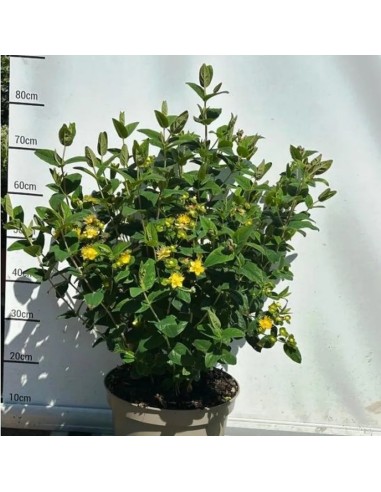 HYPERICUM INODORUM MIRACLE NIGHT 2.5L