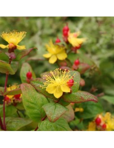 HYPERICUM INODORUM MIRACLE NIGHT 2.5L 2