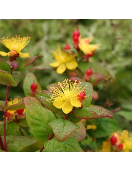 HYPERICUM INODORUM MIRACLE NIGHT 2.5L