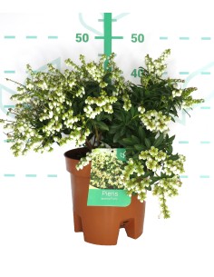 PIERIS JAPONICA 5L 35/45