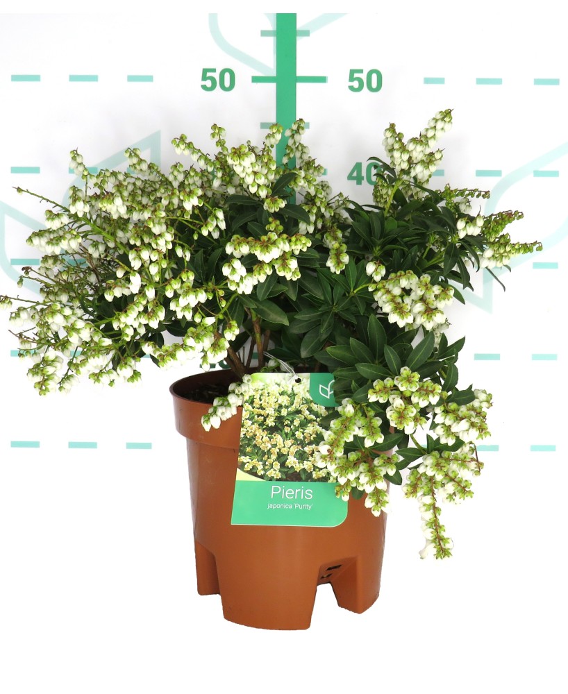 PIERIS JAPONICA 5L 35/45