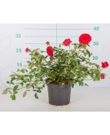 ROSAL PAISAJISTICO 2L 20/25 DP 15/20