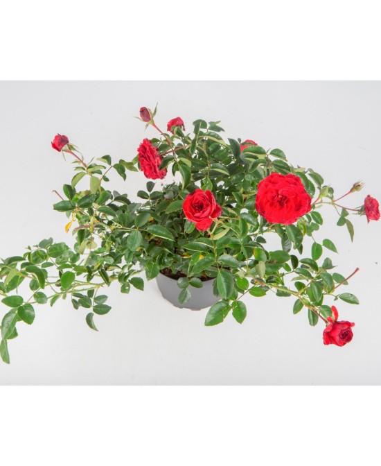 ROSAL PAISAJISTICO M24