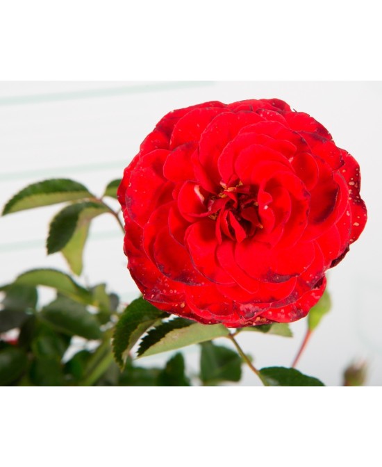 ROSAL PAISAJISTICO M24
