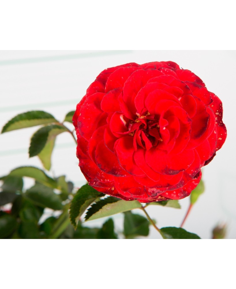 ROSAL PAISAJISTICO M24