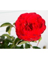 ROSAL PAISAJISTICO M24