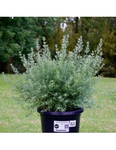 WESTRINGIA WYNYABBIE GEM 2L