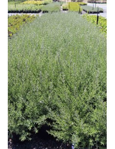 WESTRINGIA WYNYABBIE GEM 2L 2