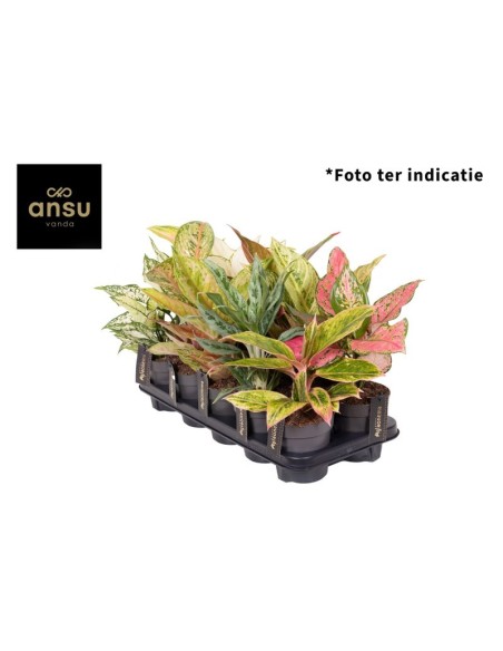 AGLAONEMA MIX EXCLUSIVE M12