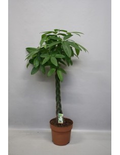 Pachira Aquatica Braided Stem  Árbol del Dinero para Prosperidad | Endanea Garden