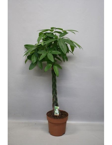 Pachira Aquatica Braided Stem  Árbol del Dinero para Prosperidad | Endanea Garden