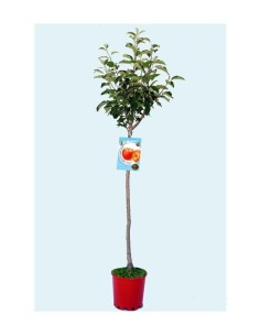 MANZANO M25 MALUS DOMESTICA