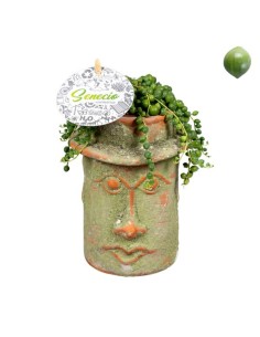 Senecio Rowleyanus "Collar de Perlas" con Mini Maceta Mayahead | Endanea Garden

