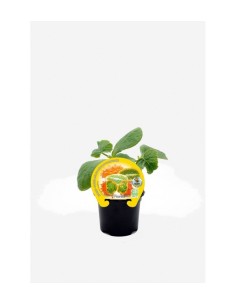 ALCACHOFA VIOLETA DE ROMAGNA M10.5 CYNARA SCOLYMUS