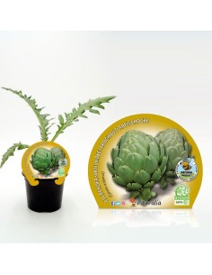 ALCACHOFA M10.5 CYNARA SCOLYMUS