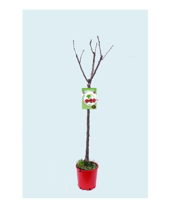 CEREZO LAPINS M25 PRUNUS AVIUM
