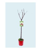 CEREZO LAPINS M25 PRUNUS AVIUM