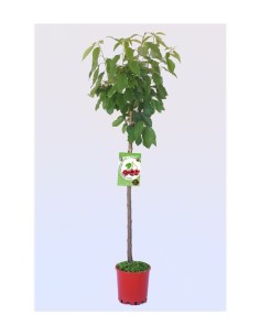 CEREZO  BURLAT  M-25 PRUNUS AVIUM