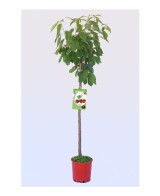 CEREZO  BURLAT  M-25 PRUNUS AVIUM