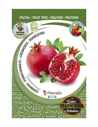 GRANADO  TENDRAL M25 PUNICA GRANATUM