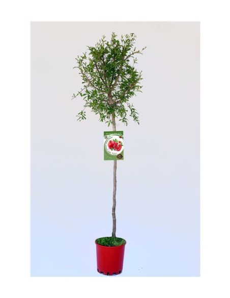 GRANADO  TENDRAL M25 PUNICA GRANATUM
