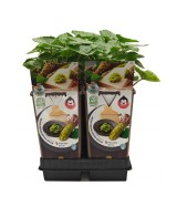 Wasabi 2L (Eutrema Japonica)  Planta Aromática Japonesa para Cultivo en Casa | Endanea Garden

