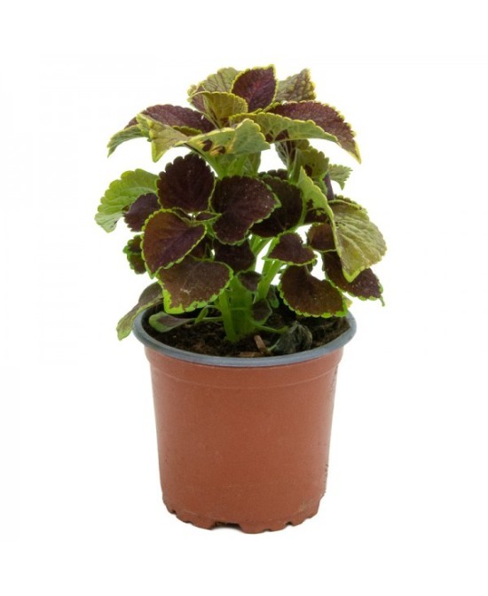 Coleo M13 | Planta Ornamental con Hojas Multicolores y Fácil Cuidado

