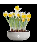 Maceta Jazz Cuenco Silky 28 cm Blanco  Elegancia y Modernidad para tu Hogar y Jardín

