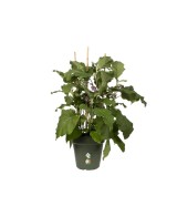 Maceta G.B. Growpot 40cm Verde | Ideal para Jardinería y Cultivo Urbano | Endanea Garden
