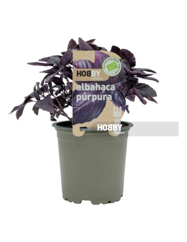 Albahaca Púrpura ECO  Planta Ecológica Aromática y Decorativa | Endanea Garden

