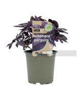 Albahaca Púrpura ECO  Planta Ecológica Aromática y Decorativa | Endanea Garden

