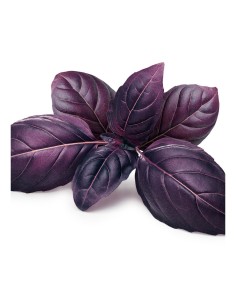 Albahaca Púrpura ECO  Planta Ecológica Aromática y Decorativa | Endanea Garden

 2