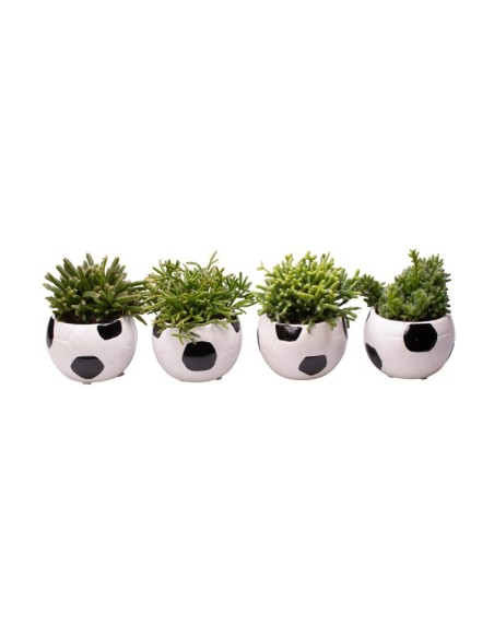 Rhipsalis en Maceta Balón de Fútbol | Planta Fácil de Cuidar en Endanea Garden