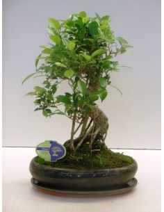 BONSAI FICUS RETUSA S SHAPE IN CERAMIC M15