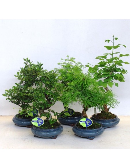 CERAMIC BONSAI+SAUCER
