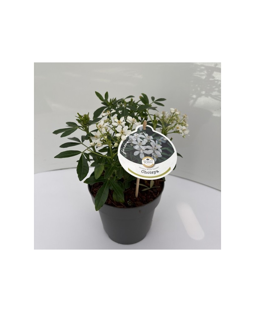 CHOISIA TEMATA M17
