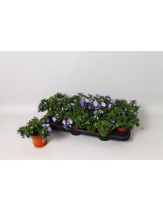 CONVOLVULUS SAB EARLY BLUE
