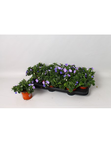 CONVOLVULUS SAB EARLY BLUE