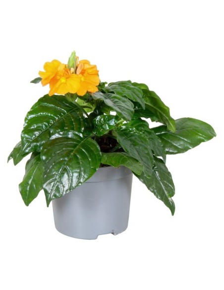 Crossandra Planta Tropical - Flores Vibrantes y Fácil Cuidado | Endanea Garden

