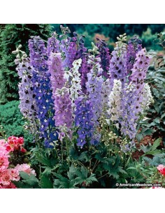 DELPHINIUM MAGIC FONUNTAINS MEZCLADO M17 2