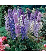 DELPHINIUM MAGIC FONUNTAINS MEZCLADO M17