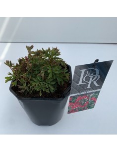 DICENTRA SPECTABILIS