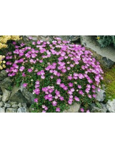 ERODIUM VARIABILE BISHOPOS FORM M15