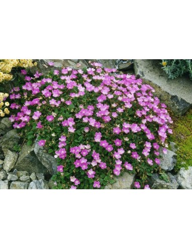 ERODIUM VARIABILE BISHOPOS FORM M15