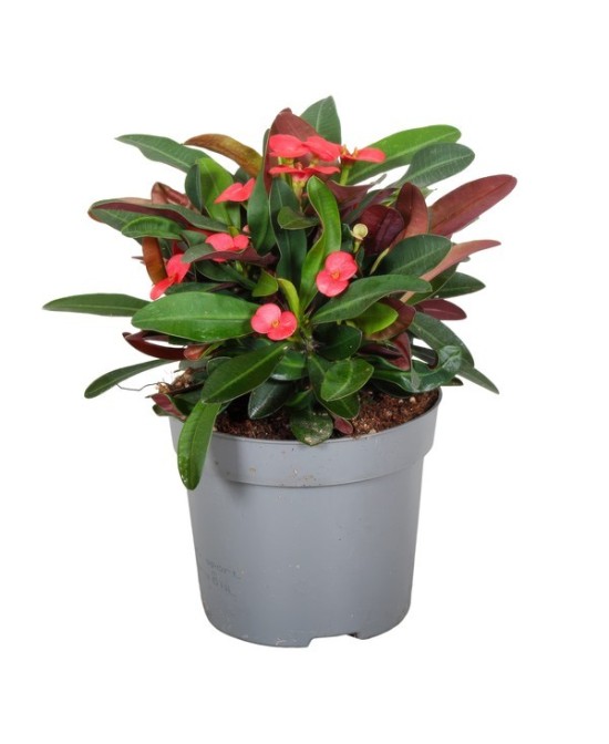 EUPHORBIA MILII  1L