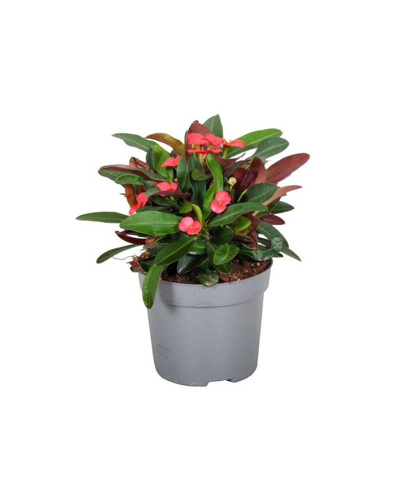 EUPHORBIA MILII  1L