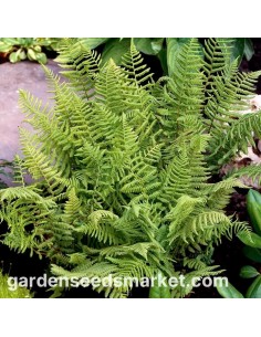 FERNS MIX M6