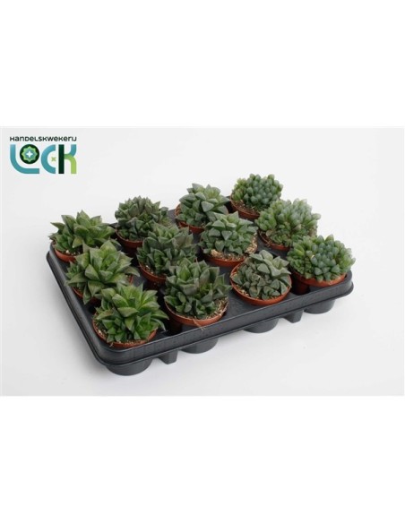 Glasworthia Truncata Mix M8.5 Planta Suculenta Hojas Translúcidas Decoración Interior y Exterior
