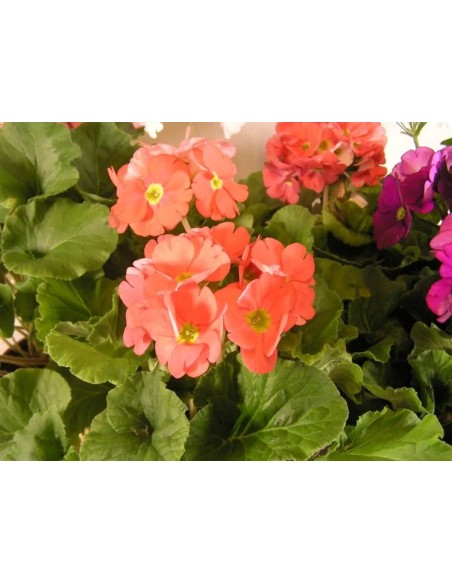 LANTANA CAMARA